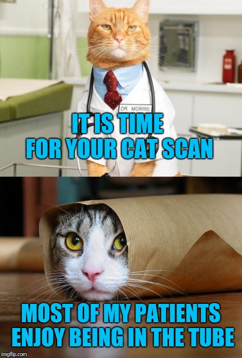 Cat doctor knows how to treat patients right  | IT IS TIME FOR YOUR CAT SCAN; MOST OF MY PATIENTS ENJOY BEING IN THE TUBE | image tagged in cat doctor,cat tube,cat scan,memes,cats,health care | made w/ Imgflip meme maker