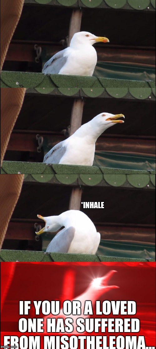 Inhaling Seagull Meme | *INHALE; IF YOU OR A LOVED ONE HAS SUFFERED FROM MISOTHELEOMA... | image tagged in memes,inhaling seagull | made w/ Imgflip meme maker