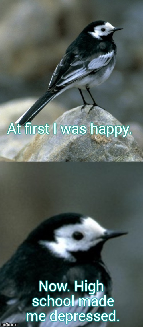 Clinically Depressed Pied Wagtail | At first I was happy. Now. High school made me depressed. | image tagged in clinically depressed pied wagtail | made w/ Imgflip meme maker