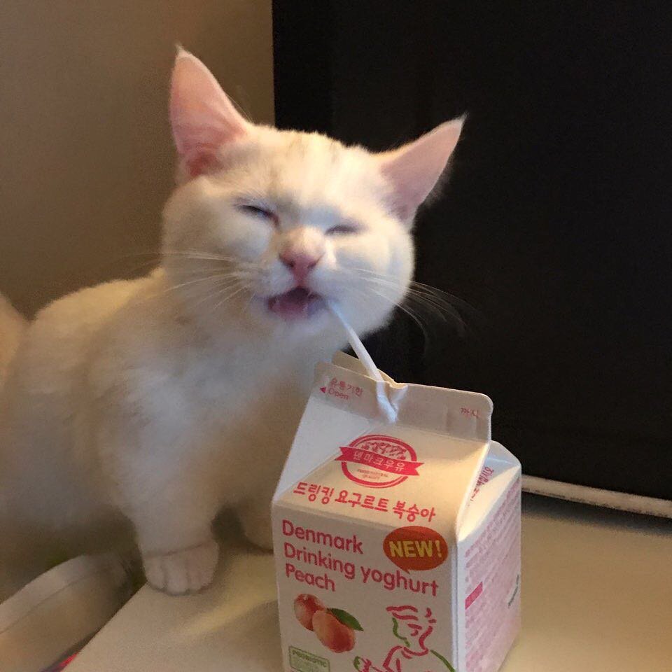 Cat Drinks Gay Shit Blank Template Imgflip
