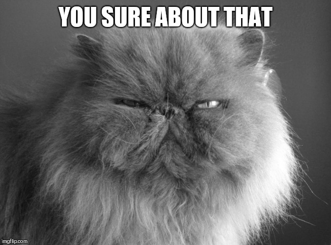 Mean Cat Don't Care | YOU SURE ABOUT THAT | image tagged in mean cat don't care | made w/ Imgflip meme maker