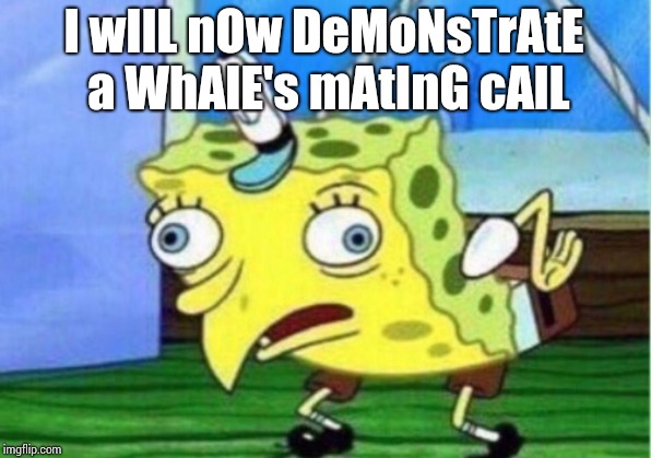 Mocking Spongebob Meme | I wIlL nOw DeMoNsTrAtE a WhAlE's mAtInG cAlL | image tagged in memes,mocking spongebob | made w/ Imgflip meme maker