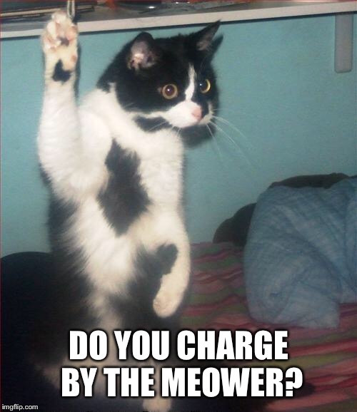 question cat | DO YOU CHARGE BY THE MEOWER? | image tagged in question cat | made w/ Imgflip meme maker
