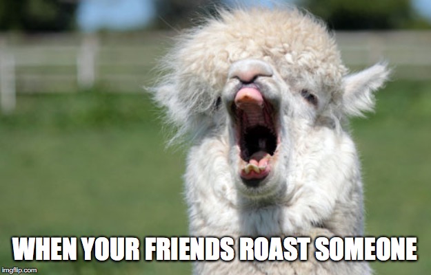 Alpaca Yawn | WHEN YOUR FRIENDS ROAST SOMEONE | image tagged in alpaca yawn | made w/ Imgflip meme maker