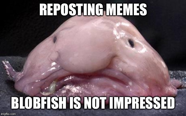Blobfish | REPOSTING MEMES; BLOBFISH IS NOT IMPRESSED | image tagged in blobfish | made w/ Imgflip meme maker