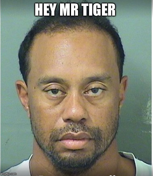 Tiger Woods Mug Shot  | HEY MR TIGER | image tagged in tiger woods mug shot | made w/ Imgflip meme maker