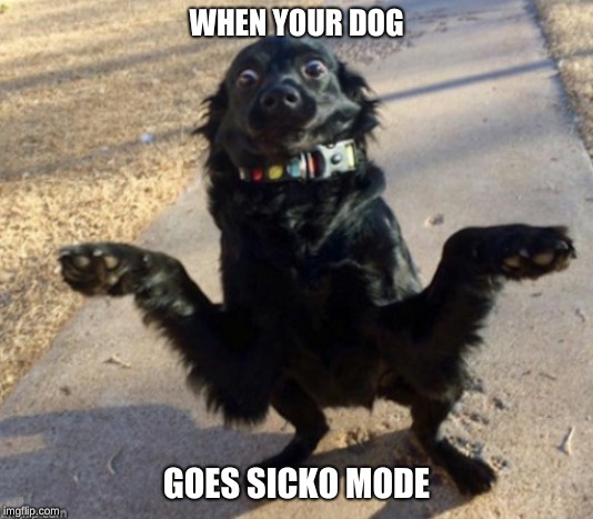 WHEN YOUR DOG; GOES SICKO MODE | image tagged in dog,full retard,sicko mode | made w/ Imgflip meme maker