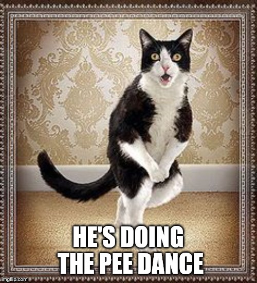 cat pee pee dance | HE'S DOING THE PEE DANCE | image tagged in cat pee pee dance | made w/ Imgflip meme maker