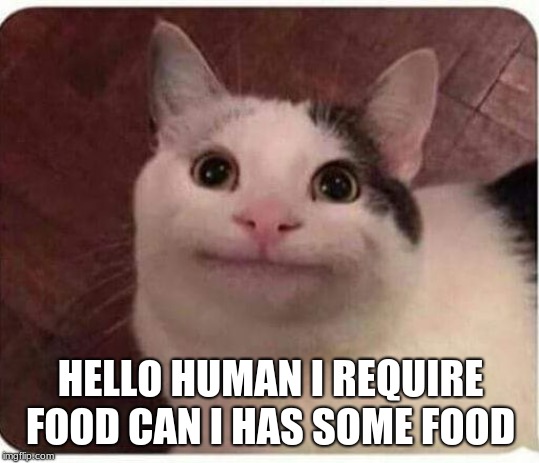 Polite Cat | HELLO HUMAN I REQUIRE FOOD CAN I HAS SOME FOOD | image tagged in polite cat | made w/ Imgflip meme maker