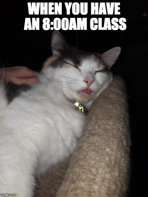 WHEN YOU HAVE AN 8:00AM CLASS | image tagged in sad kitten | made w/ Imgflip meme maker