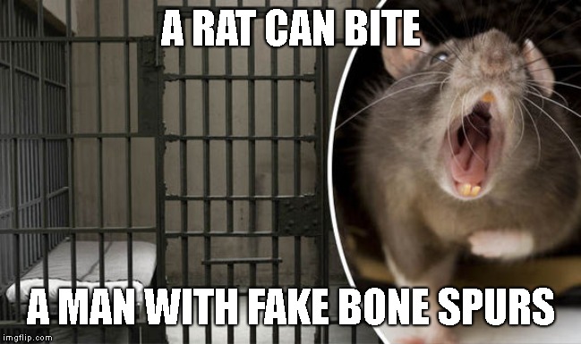 Lock him up with the rat! | A RAT CAN BITE; A MAN WITH FAKE BONE SPURS | image tagged in impeach trump,trump impeachment,rat,michael cohen,lock him up | made w/ Imgflip meme maker