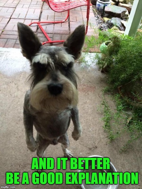 Angry dog | AND IT BETTER BE A GOOD EXPLANATION | image tagged in angry dog | made w/ Imgflip meme maker