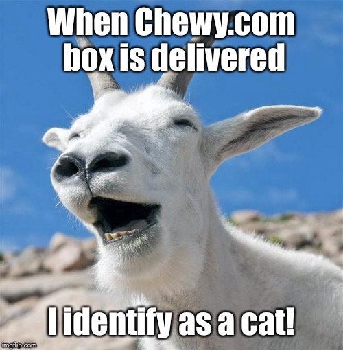 Laughing Goat | When Chewy.com box is delivered; I identify as a cat! | image tagged in memes,laughing goat | made w/ Imgflip meme maker