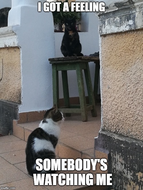 I GOT A FEELING; SOMEBODY'S WATCHING ME | image tagged in cats,black cat,black cat on chair | made w/ Imgflip meme maker