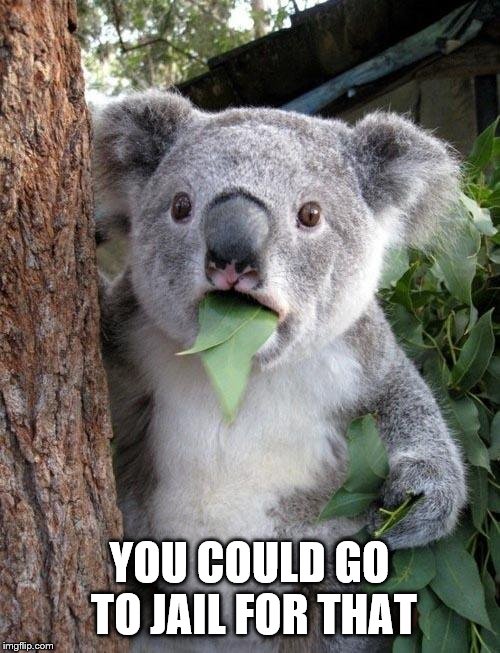 Suprised Koala | YOU COULD GO TO JAIL FOR THAT | image tagged in suprised koala | made w/ Imgflip meme maker