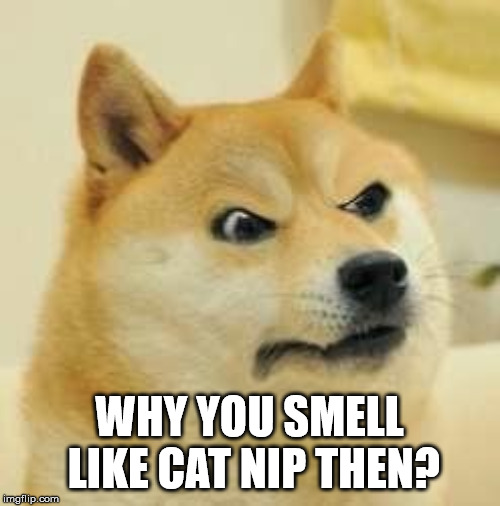 angry doge | WHY YOU SMELL LIKE CAT NIP THEN? | image tagged in angry doge | made w/ Imgflip meme maker