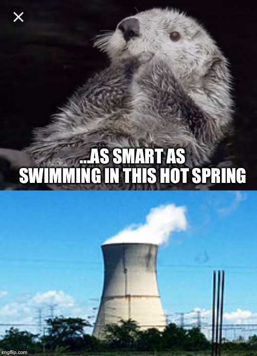...AS SMART AS SWIMMING IN THIS HOT SPRING | image tagged in metro otters | made w/ Imgflip meme maker