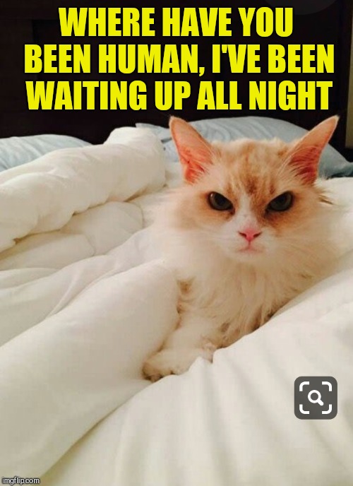 WHERE HAVE YOU BEEN HUMAN, I'VE BEEN WAITING UP ALL NIGHT | image tagged in moody cat | made w/ Imgflip meme maker
