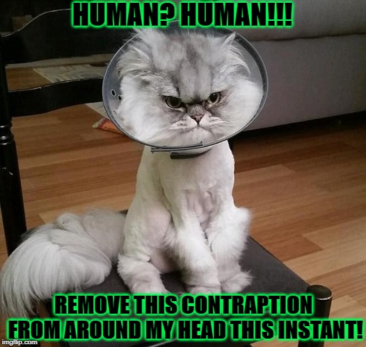 HUMAN? HUMAN!!! REMOVE THIS CONTRAPTION FROM AROUND MY HEAD THIS INSTANT! | image tagged in remove this | made w/ Imgflip meme maker