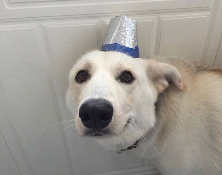 Dog Nice Hat Blank Meme Template