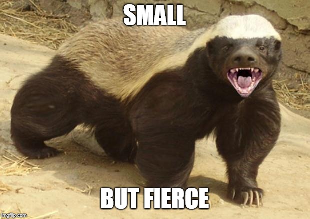 Honey badger | SMALL; BUT FIERCE | image tagged in honey badger | made w/ Imgflip meme maker