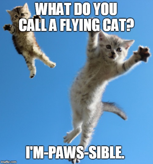 Flying cats | WHAT DO YOU CALL A FLYING CAT? I'M-PAWS-SIBLE. | image tagged in cat | made w/ Imgflip meme maker