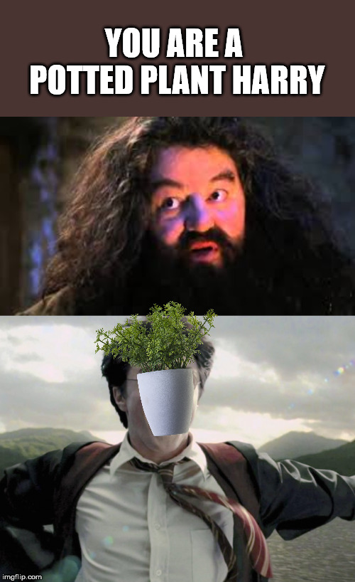 Potted Plants are Wizards | YOU ARE A POTTED PLANT HARRY | image tagged in you are a wizard harry,harry potter | made w/ Imgflip meme maker