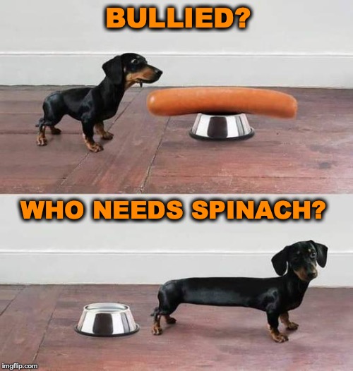 Dachshund Bodybuilder | BULLIED? WHO NEEDS SPINACH? | image tagged in dachshund,hotdog,bullying,bodybuilding | made w/ Imgflip meme maker