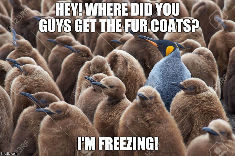 I'm freezing! | HEY! WHERE DID YOU GUYS GET THE FUR COATS? I'M FREEZING! | image tagged in funny penguins,fur coats,i'm freezing | made w/ Imgflip meme maker
