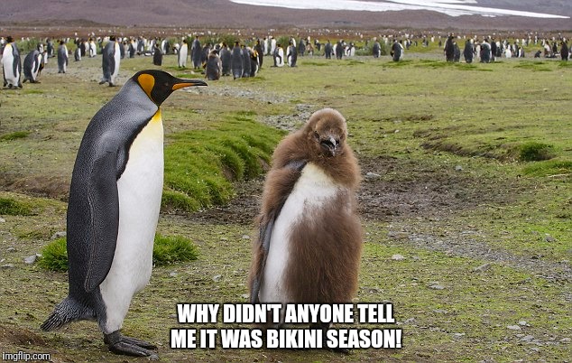 I need to wax! | WHY DIDN'T ANYONE TELL ME IT WAS BIKINI SEASON! | image tagged in funny penguin,bikini season,i need to wax | made w/ Imgflip meme maker