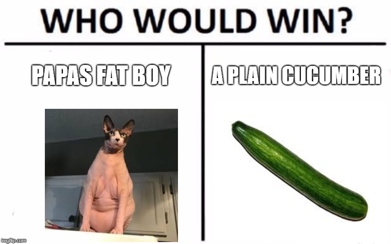 Who would win | PAPAS FAT BOY; A PLAIN CUCUMBER | image tagged in memes,who would win,cat,cucumber | made w/ Imgflip meme maker