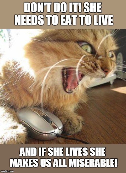 angry cat | DON'T DO IT! SHE NEEDS TO EAT TO LIVE AND IF SHE LIVES SHE MAKES US ALL MISERABLE! | image tagged in angry cat | made w/ Imgflip meme maker