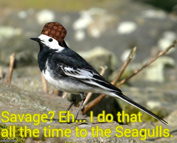 Savage Pied Wagtail | Savage? Eh... I do that all the time to the Seagulls. | image tagged in savage pied wagtail | made w/ Imgflip meme maker