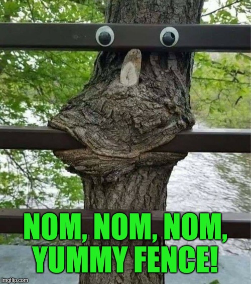 Happy little tree | NOM, NOM, NOM, YUMMY FENCE! | image tagged in jbmemegeek,happy little trees,trees,nature | made w/ Imgflip meme maker