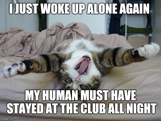 Bed Cat | I JUST WOKE UP ALONE AGAIN MY HUMAN MUST HAVE STAYED AT THE CLUB ALL NIGHT | image tagged in bed cat | made w/ Imgflip meme maker