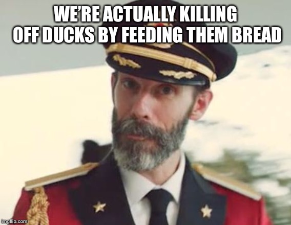 Captain Obvious | WE’RE ACTUALLY KILLING OFF DUCKS BY FEEDING THEM BREAD | image tagged in captain obvious | made w/ Imgflip meme maker