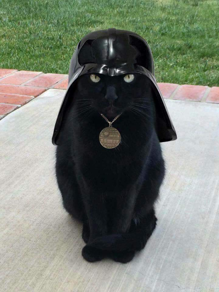 Dark cat Blank Meme Template