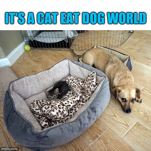 IT'S A CAT EAT DOG WORLD | made w/ Imgflip meme maker