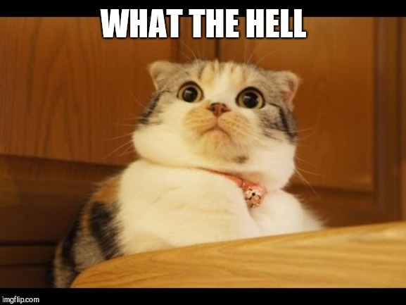 Shocked cat | WHAT THE HELL | image tagged in shocked cat | made w/ Imgflip meme maker
