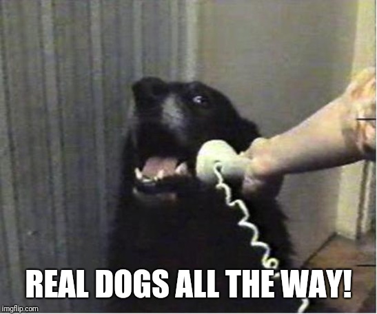Yes this is dog | REAL DOGS ALL THE WAY! | image tagged in yes this is dog | made w/ Imgflip meme maker