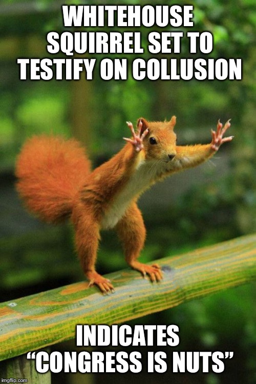 stop | WHITEHOUSE SQUIRREL SET TO TESTIFY ON COLLUSION; INDICATES “CONGRESS IS NUTS” | image tagged in stop | made w/ Imgflip meme maker