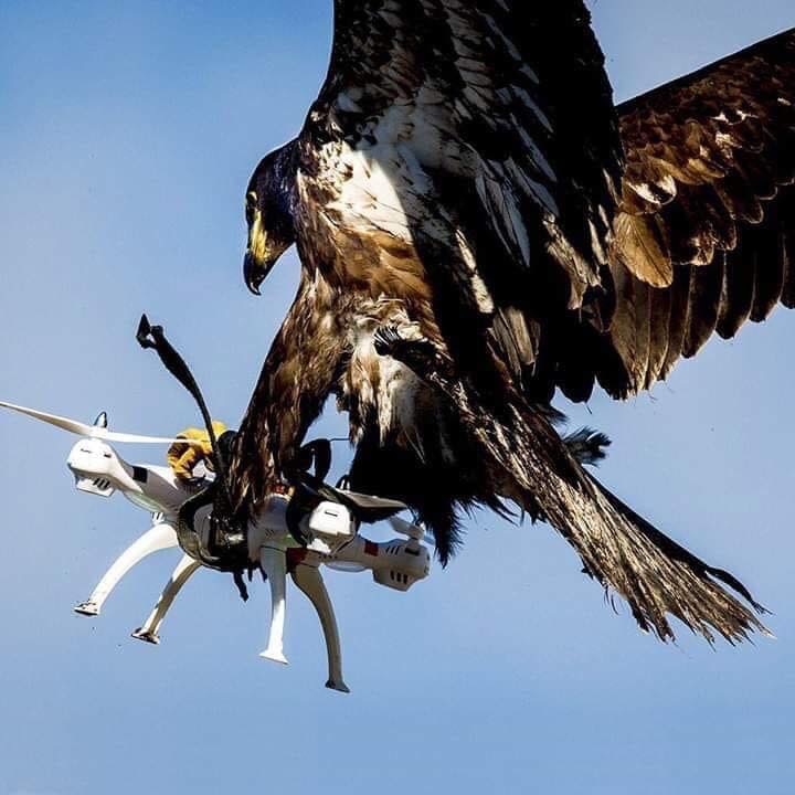 Eagle and drone Blank Meme Template