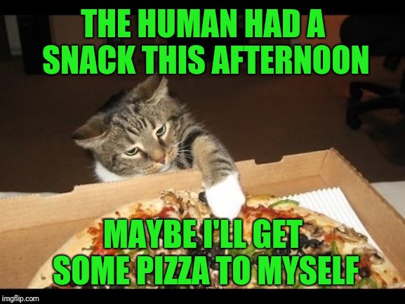 Pizza cat | THE HUMAN HAD A SNACK THIS AFTERNOON MAYBE I'LL GET SOME PIZZA TO MYSELF | image tagged in pizza cat | made w/ Imgflip meme maker