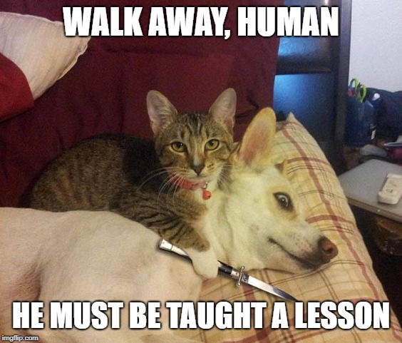 Cat knife Dog | WALK AWAY, HUMAN HE MUST BE TAUGHT A LESSON | image tagged in cat knife dog | made w/ Imgflip meme maker