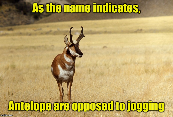 Anti good pun | As the name indicates, Antelope are opposed to jogging | image tagged in pronghorn antelope,memes,anti | made w/ Imgflip meme maker