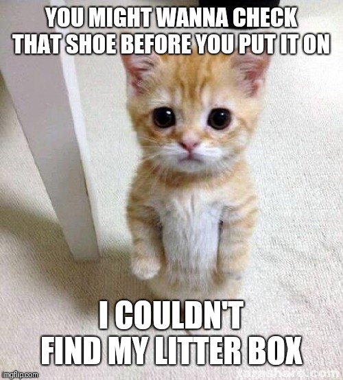 Cute Cat Meme | YOU MIGHT WANNA CHECK THAT SHOE BEFORE YOU PUT IT ON; I COULDN'T FIND MY LITTER BOX | image tagged in memes,cute cat | made w/ Imgflip meme maker