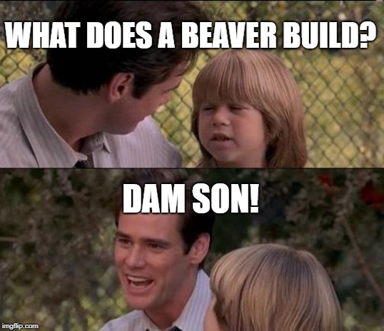 The result of me meming at midnight: | WHAT DOES A BEAVER BUILD? DAM SON! | image tagged in memes,thats just something x say,funny | made w/ Imgflip meme maker