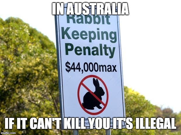 you never knew... | IN AUSTRALIA; IF IT CAN'T KILL YOU IT'S ILLEGAL | image tagged in rabbit,illegal,random | made w/ Imgflip meme maker