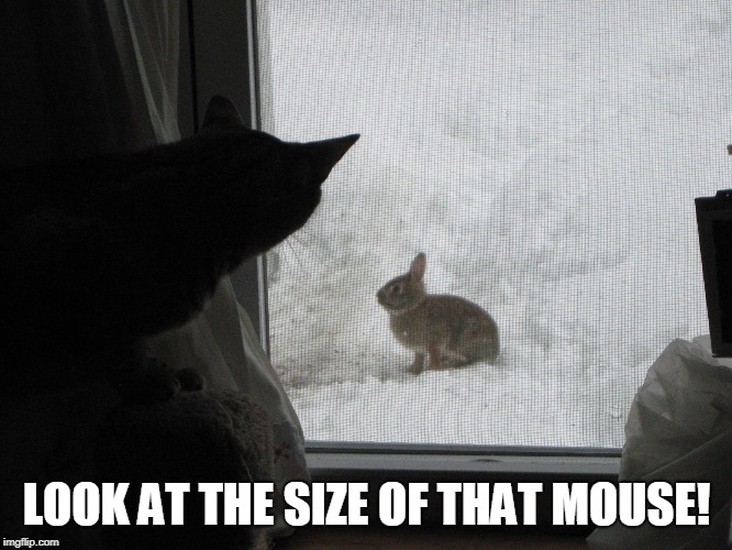 LOOK AT THE SIZE OF THAT MOUSE! | image tagged in caturday | made w/ Imgflip meme maker