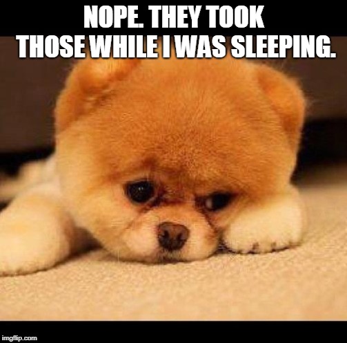 sad dog | NOPE. THEY TOOK THOSE WHILE I WAS SLEEPING. | image tagged in sad dog | made w/ Imgflip meme maker